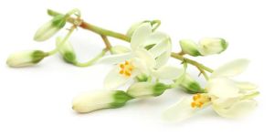 Fresh Moringa Flower