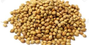 Coriander Seeds