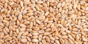Indian Wheat Seeds