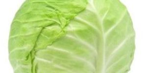 Fresh Cabbage
