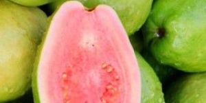 Fresh Guava