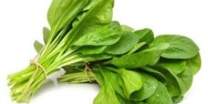 Fresh Spanish Leaves