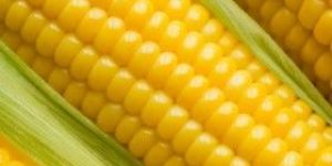 Fresh Yellow Corn
