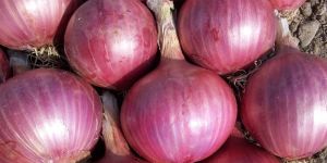 Pink Onion