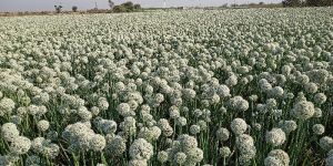 Onion Seeds