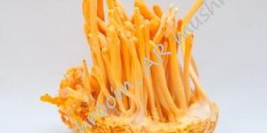 Cordyceps Militaris