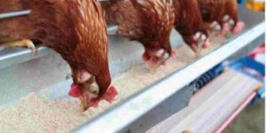 500/100 Vitamin A D3