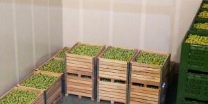 Vegetable Cold Storage Room