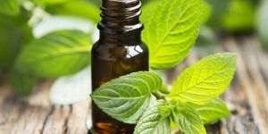 Spearmint Oil