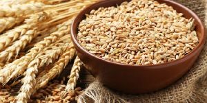 Wheat Seeds