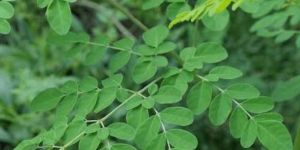 Moringa Leaves