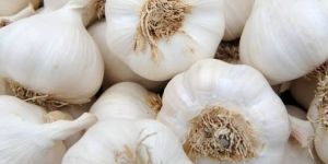 Organic Garlic