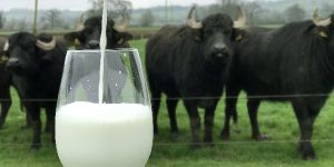 Buffalo Milk