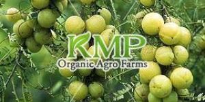 Fresh Indian Gooseberry