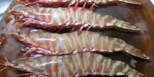 U5 Prawns