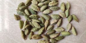 Cardamom