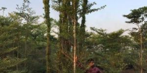 Metallic Sheen Indoor Plants