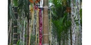 Arecanut Tree Climber with Harvesting Attachment