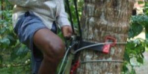 Coconut Tree Climber SS