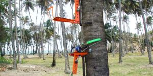 Coconut Tree Climber