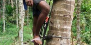 Standing Type Coconut Tree Climber