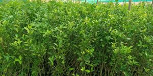 Orange grafted plants .