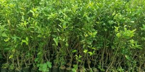 Orange Grafted Plants