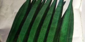 Hybrid Lady Finger Seeds