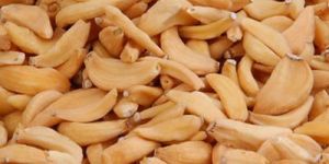 Dried Garlic