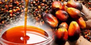 Palm Oil