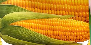 Sweet Corn