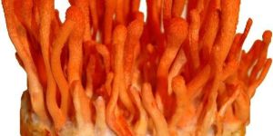 Cordyceps Militaris