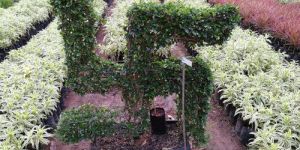Garden Plant Cutting Service