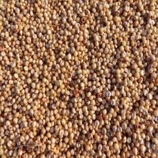 Sorghum Seeds