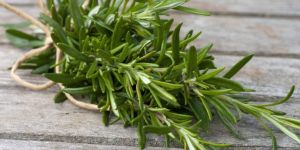 Rosemary Leaves