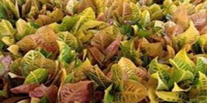 Croton Plant