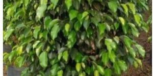 Ficus Benjamina Plant