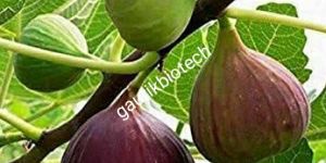 Fig (Anjeer) Plant