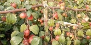 Kashmiri Red Apple Ber Plant
