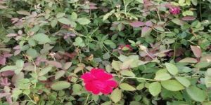 Red Rose Plant