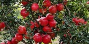 Sinduri Pomegranate Plant