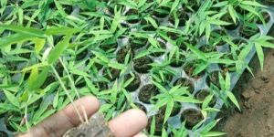 Tissue Culture Bamboo Plant