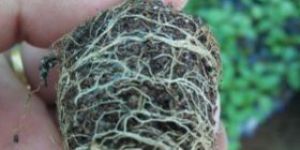 Tissue Culture Teak Plant