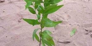 White Sandalwood Plant