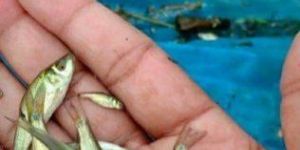 Catla Fish Seeds