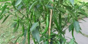 Green Chilli Plant