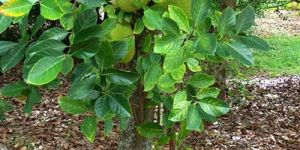 Jackfruit Plant