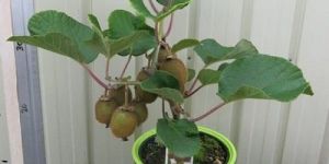 Kiwi Plant