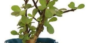 33 Inch Vintage Green Pot Cover