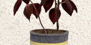 6 Inch Geotextile Pot Cover